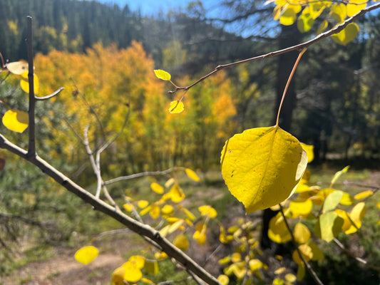 Autumn Colors: Rustic Orange, Burnt Umber & More!