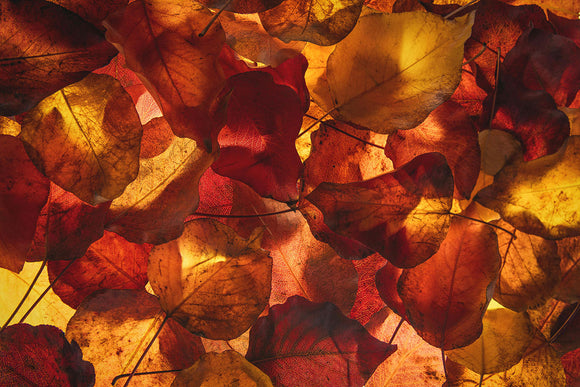 Autumn Colors: Rustic Orange, Burnt Umber & More!